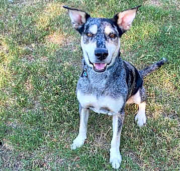 Photo of Boomer