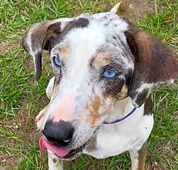 Photo of Darla