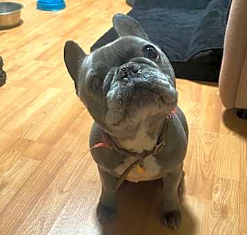 Photo of Bleu