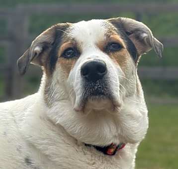 Photo of Dasher