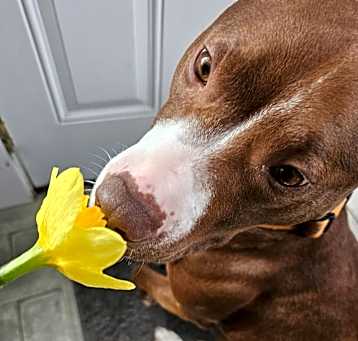 Photo of Millie - In Foster