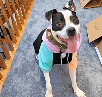 Photo of Mr. Moo