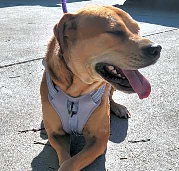 Photo of Frankie - **Facilitated Adoption**