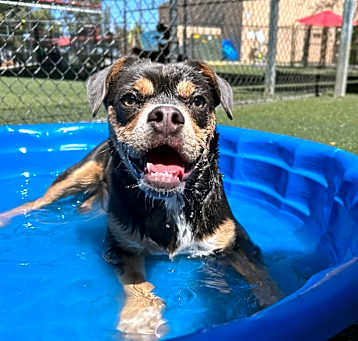 Photo of Daisy