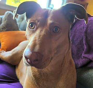 Photo of Tawny