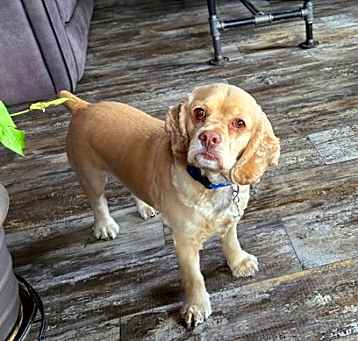 Photo of Puppy