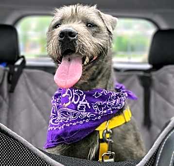 Photo of Lycan 