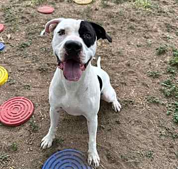Photo of Patches