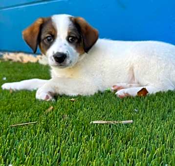 Photo of Lily