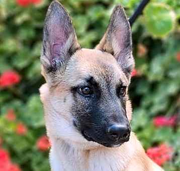 Photo of Marco