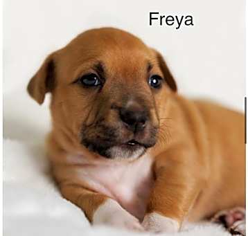 Photo of Freya (Isabelle's pup)