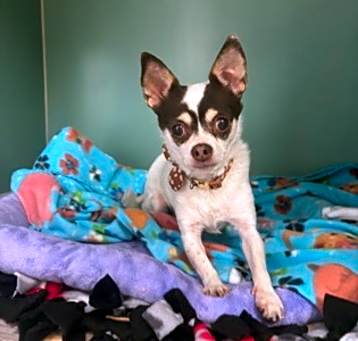 Photo of Luna- Pending Adoption