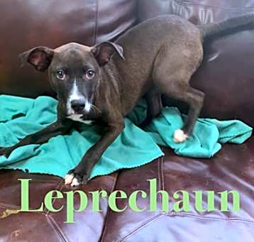 Photo of Leprechaun