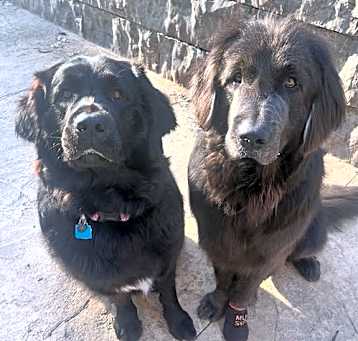 Photo of Journey & Gibbs