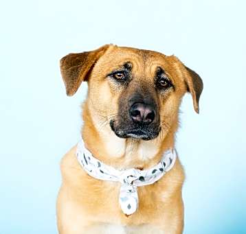 Photo of Leia