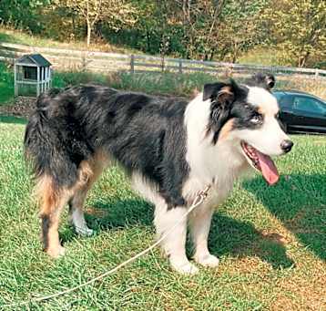 Photo of Ace
