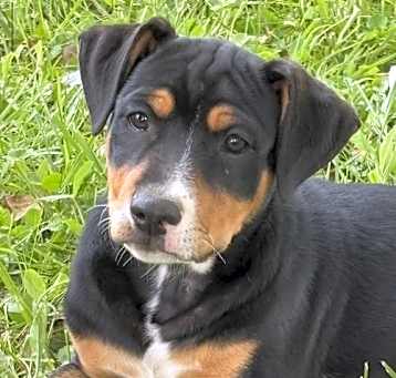 Photo of Choco