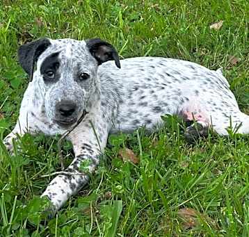 Photo of Oreo