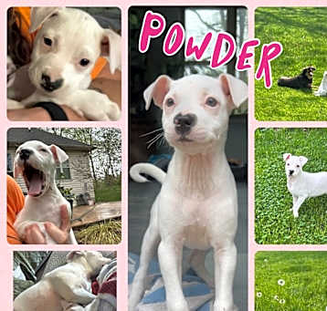Photo of Powder