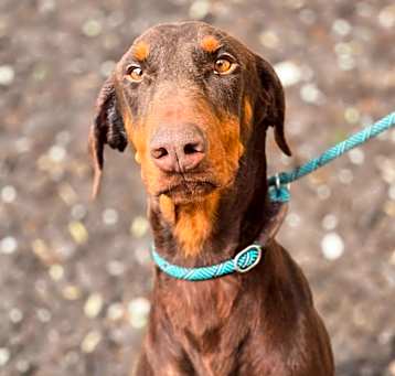 Photo of Chase