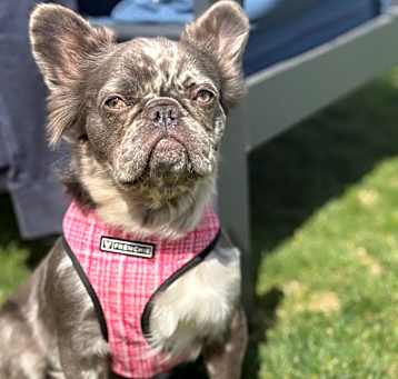 Photo of Sprinkles (pending)
