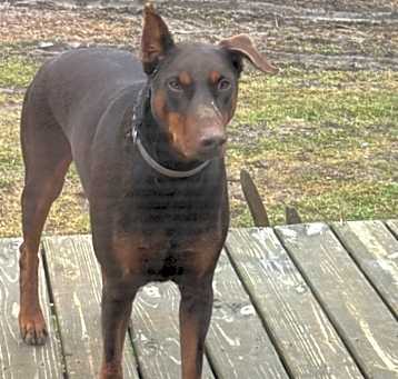 Photo of Ruby
