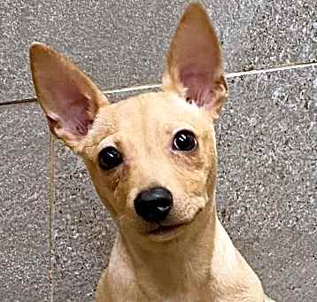 Photo of Adoption pending Karl