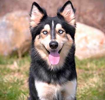 Photo of Loki