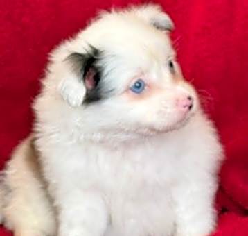 Photo of Echo