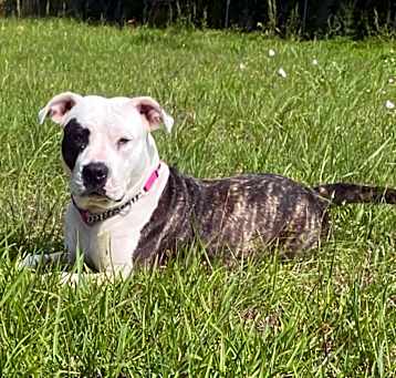 Photo of Patty the Pit Bull