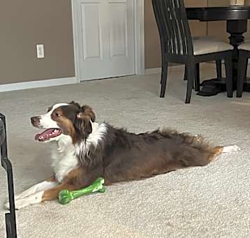 Photo of Cooper