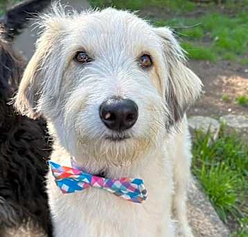 Photo of Barkley 