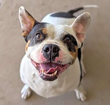Photo of Piper