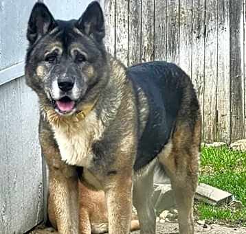 Photo of Moose
