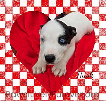 Photo of Husk