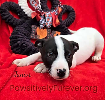 Photo of Junior