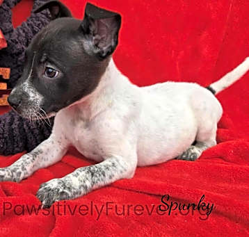 Photo of Spunky