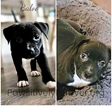 Photo of Baloo