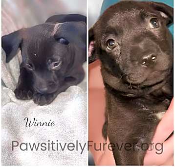 Photo of Winnie