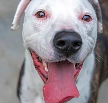 Photo of Buster