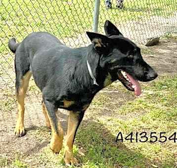 Photo of GRACIE