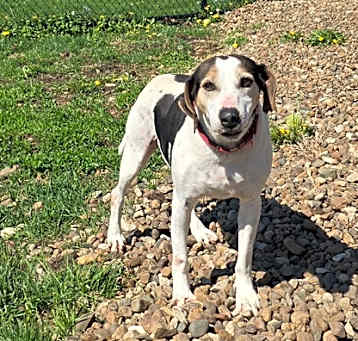 Photo of Biscuit