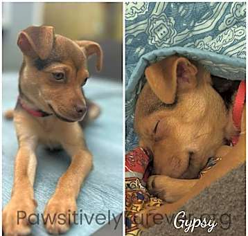 Photo of Gypsy
