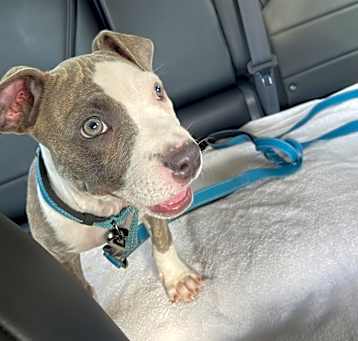 Photo of Blu