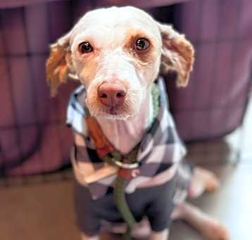 Photo of Periwinkle