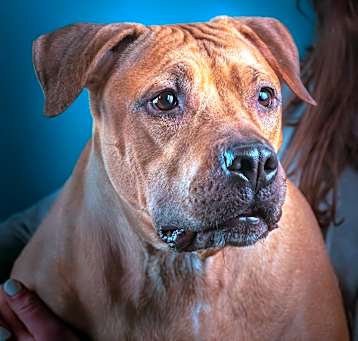 Photo of Apollo - Urgent!
