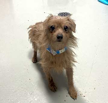 Photo of Niko