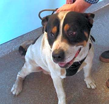 Photo of Bongo