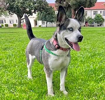 Photo of Misty Blue