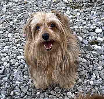 Photo of Moxie